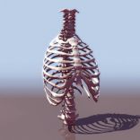 人体胸腔骨架模型