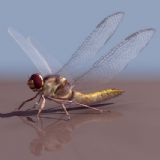 高质量蜻蜓3D模型