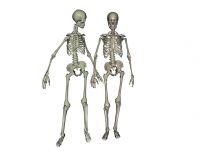 3D男女骨骼模型