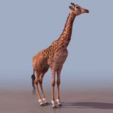 长颈鹿3D模型