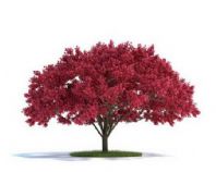 红色树木3D模型