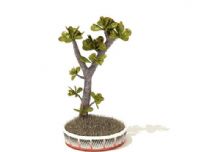 3D盆栽树木模型
