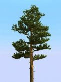 松树3D模型