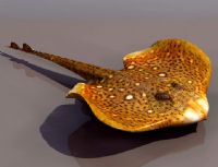 珍珠虹鱼鱼类3D模型