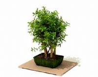3D植物树木盆栽