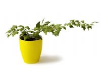 蔓藤植物盆栽3D模型