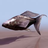 海水鱼鱼类3D模型