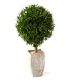 松树植物盆栽3D模型