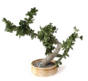 3D树木盆栽模型