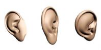 人体耳朵3D模型