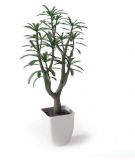 绿化树木盆栽3D模型