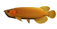 亚洲金龙鱼3D模型