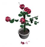 开了漂亮小花的植物盆栽3D模型