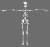 骷髅,人体骨架,骨骼3D模型