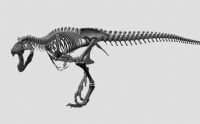 超牛恐龙骨架,霸王龙骨架3D模型