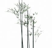 细竹,竹子3D模型