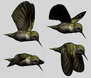 蜂鸟3D模型(带飞行动作)