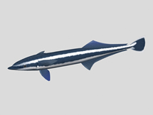 鲨鱼3d模型