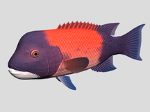 大头鱼3d模型