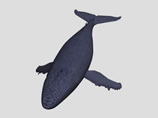 蓝鲸3d模型