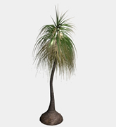 3d棕榈树模型