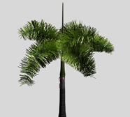 热带棕榈树3d模型