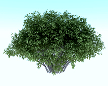 某种树的3d模型