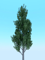 樟树3d模型
