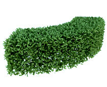 绿化带,绿化植物3d模型