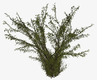 灌木树3d模型