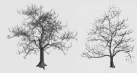 两颗枯树3D模型