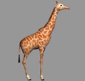 长颈鹿max模型