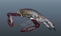 少见的高精度螃蟹3D模型下载