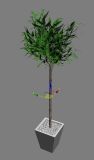 发财树,盆栽植物3D模型