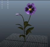 紫色小花maya模型