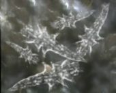 显微镜下蠕动的螨虫3D模型