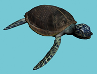 一只小海龟3D模型(带贴图)