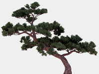 精细松树,松林,树木3D模型