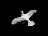 信天翁,鸟类3D模型