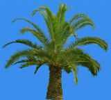 椰子树,椰树3D模型