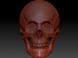骷髅,头骨3D模型
