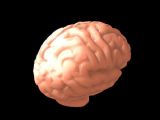 脑子,人脑3D模型