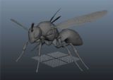 蜜蜂,黄蜂,昆虫模型3d模型