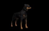 狗,动物3d模型