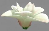 白玉兰花朵3d模型