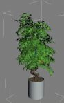 植物,盆景max3d模型
