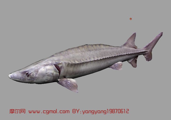 白鲟,鱼3d模型,鱼类动物,动物模型,3D模型免费