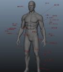 人体肌肉参考maya模型