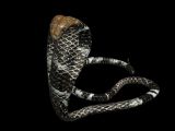 眼鏡蛇,眼镜王蛇3D模型