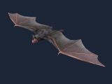 高精游戏蝙蝠,动物max模型